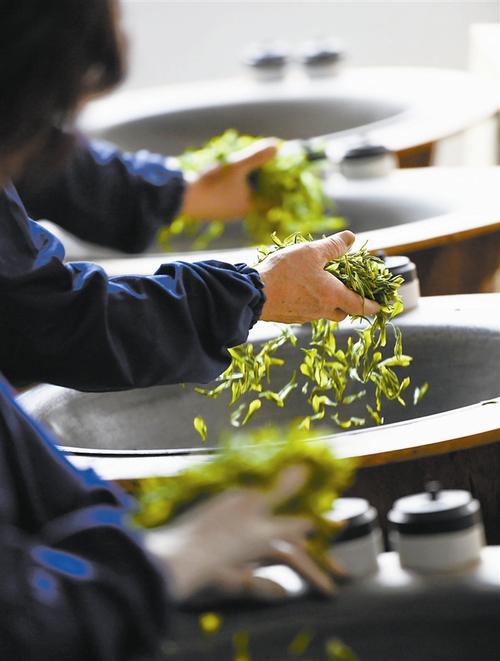 茶叶杀青是什么意思