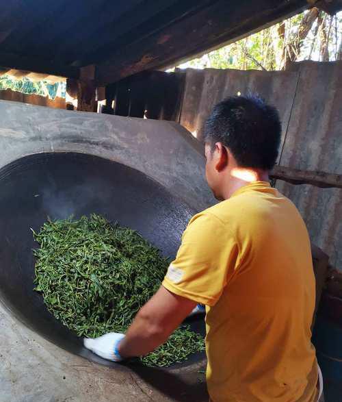 什么是普洱茶杀青