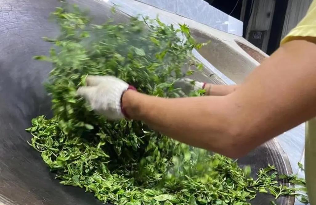 杀青是什么工艺？杀青在制茶过程中